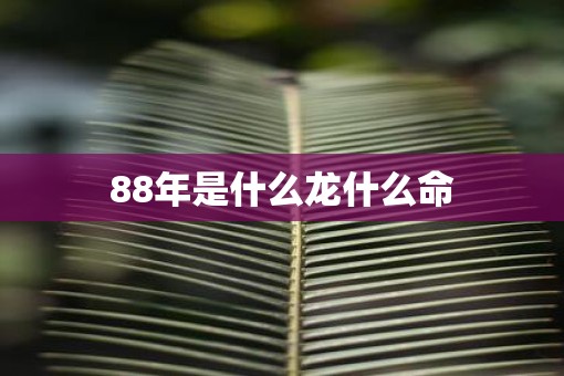 88年是什么龙什么命