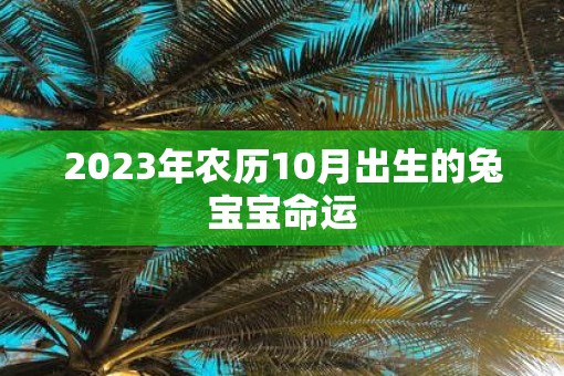 2023年农历10月出生的兔宝宝命运