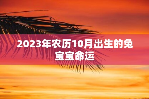 2023年农历10月出生的兔宝宝命运