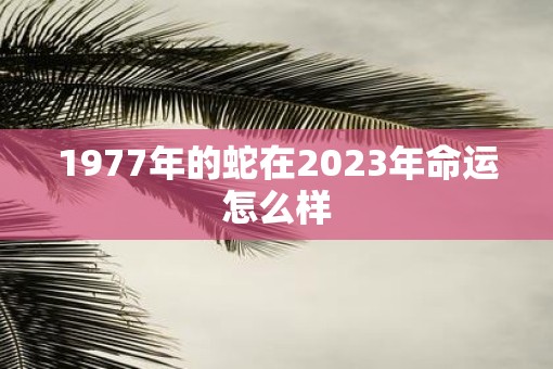 1977年的蛇在2023年命运怎么样