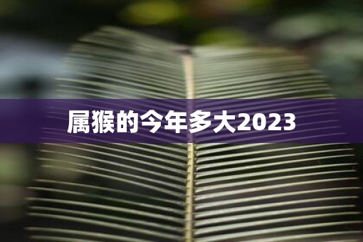 属猴的今年多大2023