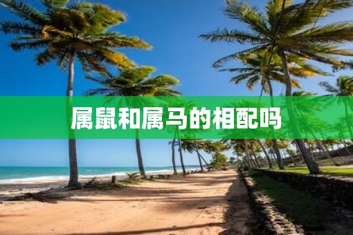 属鼠和属马的相配吗