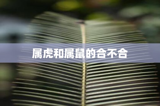 属虎和属鼠的合不合