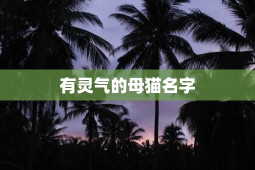 有灵气的母猫名字