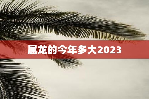 属龙的今年多大2023