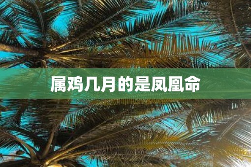 属鸡几月的是凤凰命