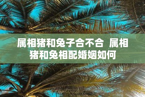 属相猪和兔子合不合  属相猪和兔相配婚姻如何