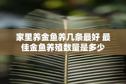 家里养金鱼养几条最好 最佳金鱼养殖数量是多少