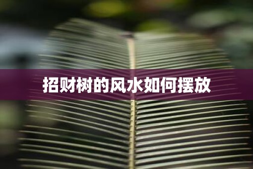 招财树的风水如何摆放