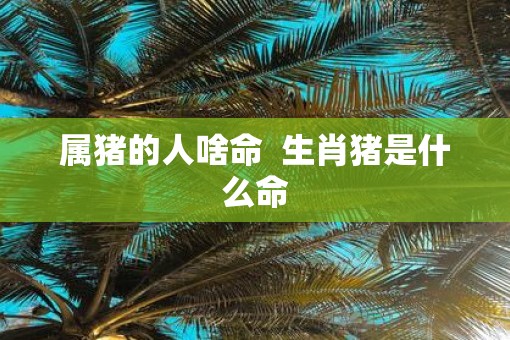 属猪的人啥命  生肖猪是什么命