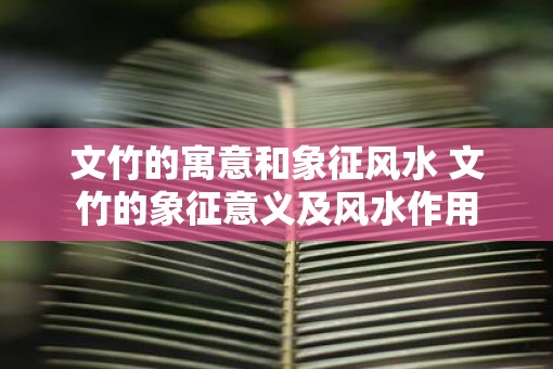 文竹的寓意和象征风水 文竹的象征意义及风水作用
