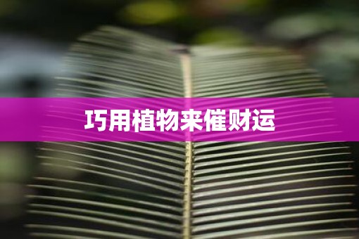 巧用植物来催财运