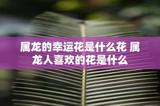 属龙的幸运花是什么花 属龙人喜欢的花是什么