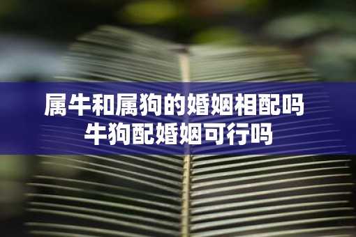 属牛和属狗的婚姻相配吗 牛狗配婚姻可行吗
