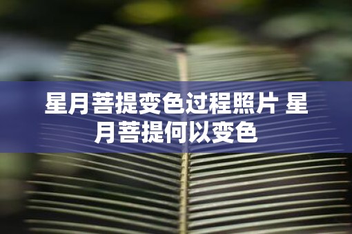 星月菩提变色过程照片 星月菩提何以变色