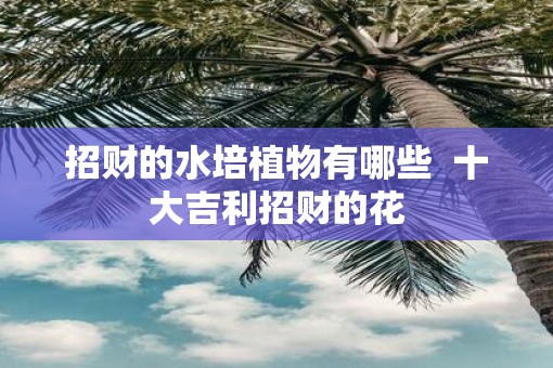招财的水培植物有哪些  十大吉利招财的花