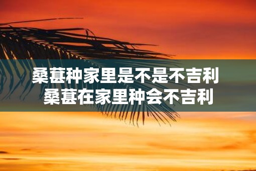 桑葚种家里是不是不吉利 桑葚在家里种会不吉利