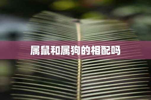 属鼠和属狗的相配吗