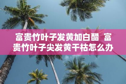 富贵竹叶子发黄加白醋  富贵竹叶子尖发黄干枯怎么办