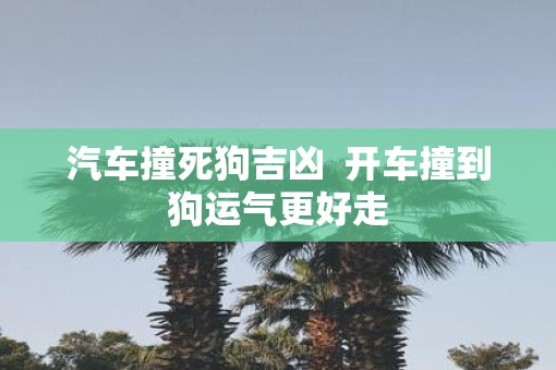 汽车撞死狗吉凶  开车撞到狗运气更好走