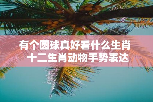 有个圆球真好看什么生肖  十二生肖动物手势表达