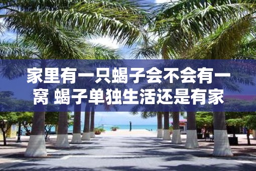 家里有一只蝎子会不会有一窝 蝎子单独生活还是有家人