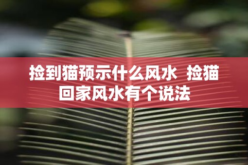 捡到猫预示什么风水  捡猫回家风水有个说法