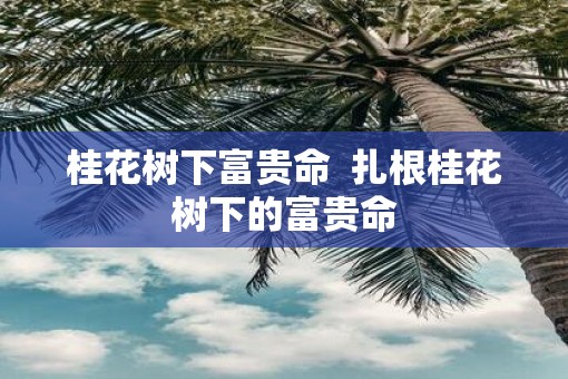 桂花树下富贵命  扎根桂花树下的富贵命