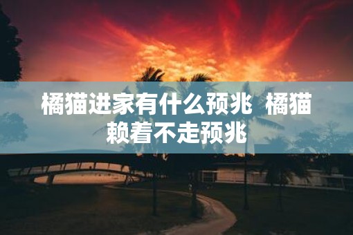 橘猫进家有什么预兆  橘猫赖着不走预兆