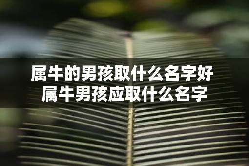属牛的男孩取什么名字好 属牛男孩应取什么名字 属牛的男孩取什么名字好 属牛男孩应取什么名字