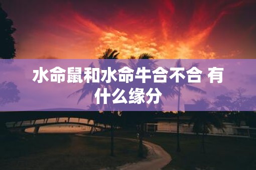 水命鼠和水命牛合不合 有什么缘分