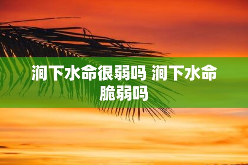 涧下水命很弱吗 涧下水命脆弱吗