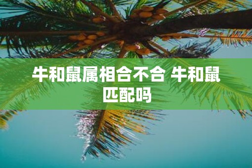 牛和鼠属相合不合 牛和鼠匹配吗