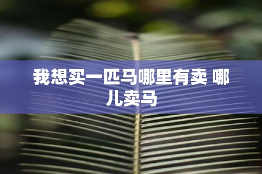 我想买一匹马哪里有卖 哪儿卖马