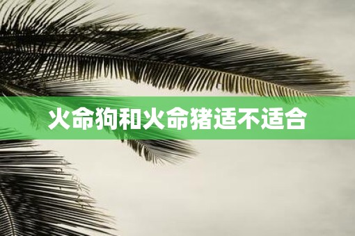 火命狗和火命猪适不适合