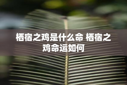 栖宿之鸡是什么命 栖宿之鸡命运如何