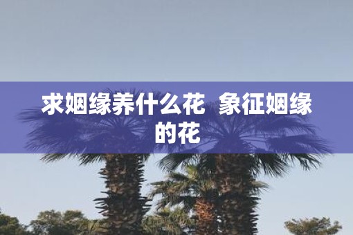 求姻缘养什么花  象征姻缘的花