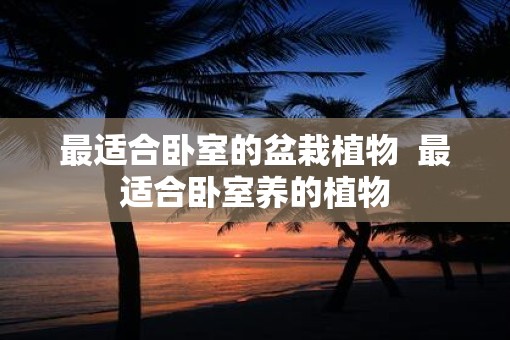 最适合卧室的盆栽植物  最适合卧室养的植物