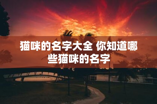 猫咪的名字大全 你知道哪些猫咪的名字