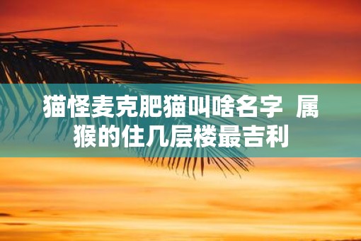猫怪麦克肥猫叫啥名字  属猴的住几层楼最吉利