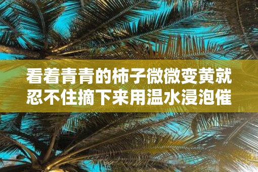 看着青青的柿子微微变黄就忍不住摘下来用温水浸泡催熟它