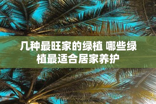 几种最旺家的绿植 哪些绿植最适合居家养护
