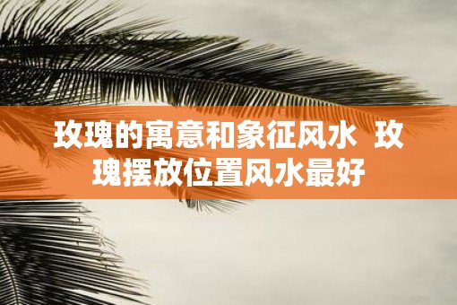 玫瑰的寓意和象征风水  玫瑰摆放位置风水最好