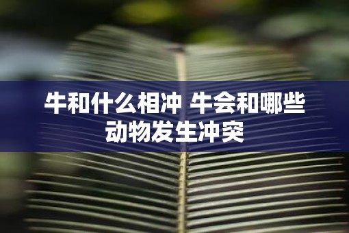 牛和什么相冲 牛会和哪些动物发生冲突