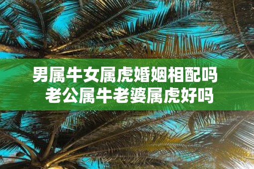 男属牛女属虎婚姻相配吗  老公属牛老婆属虎好吗