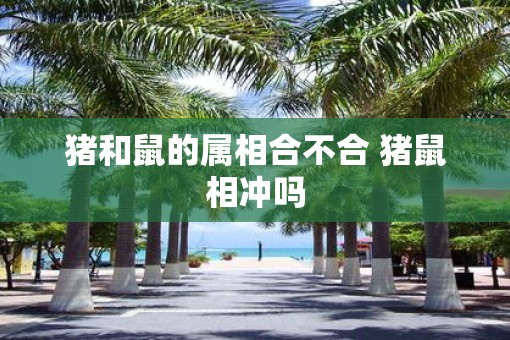 猪和鼠的属相合不合 猪鼠相冲吗