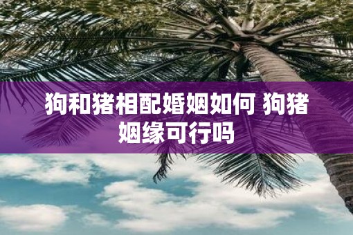 狗和猪相配婚姻如何 狗猪姻缘可行吗