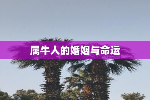 属牛人的婚姻与命运