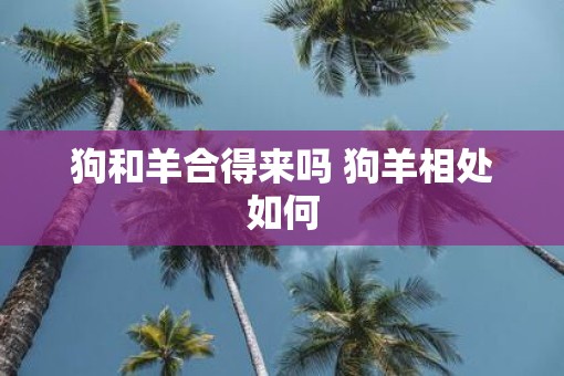 狗和羊合得来吗 狗羊相处如何