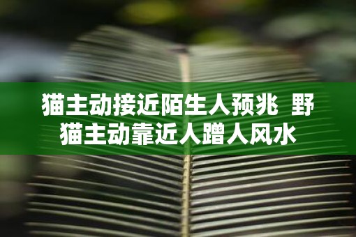 猫主动接近陌生人预兆  野猫主动靠近人蹭人风水